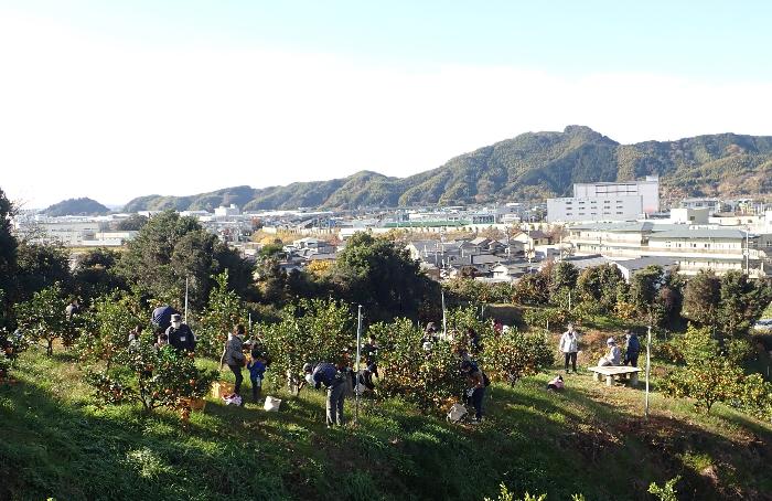 ふるさとみかん山