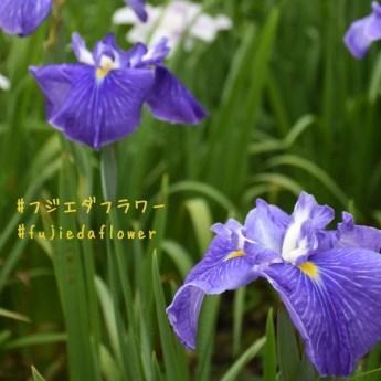 フジエダフラワーをテーマにした花の写真