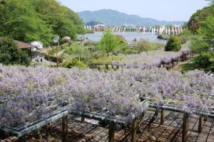 藤が咲き誇る蓮華寺池公園