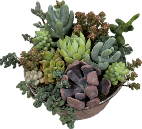 多肉植物の寄せ植えのイメージ図