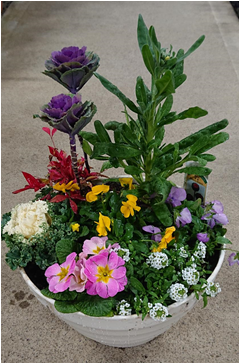 お正月の寄せ植えづくり