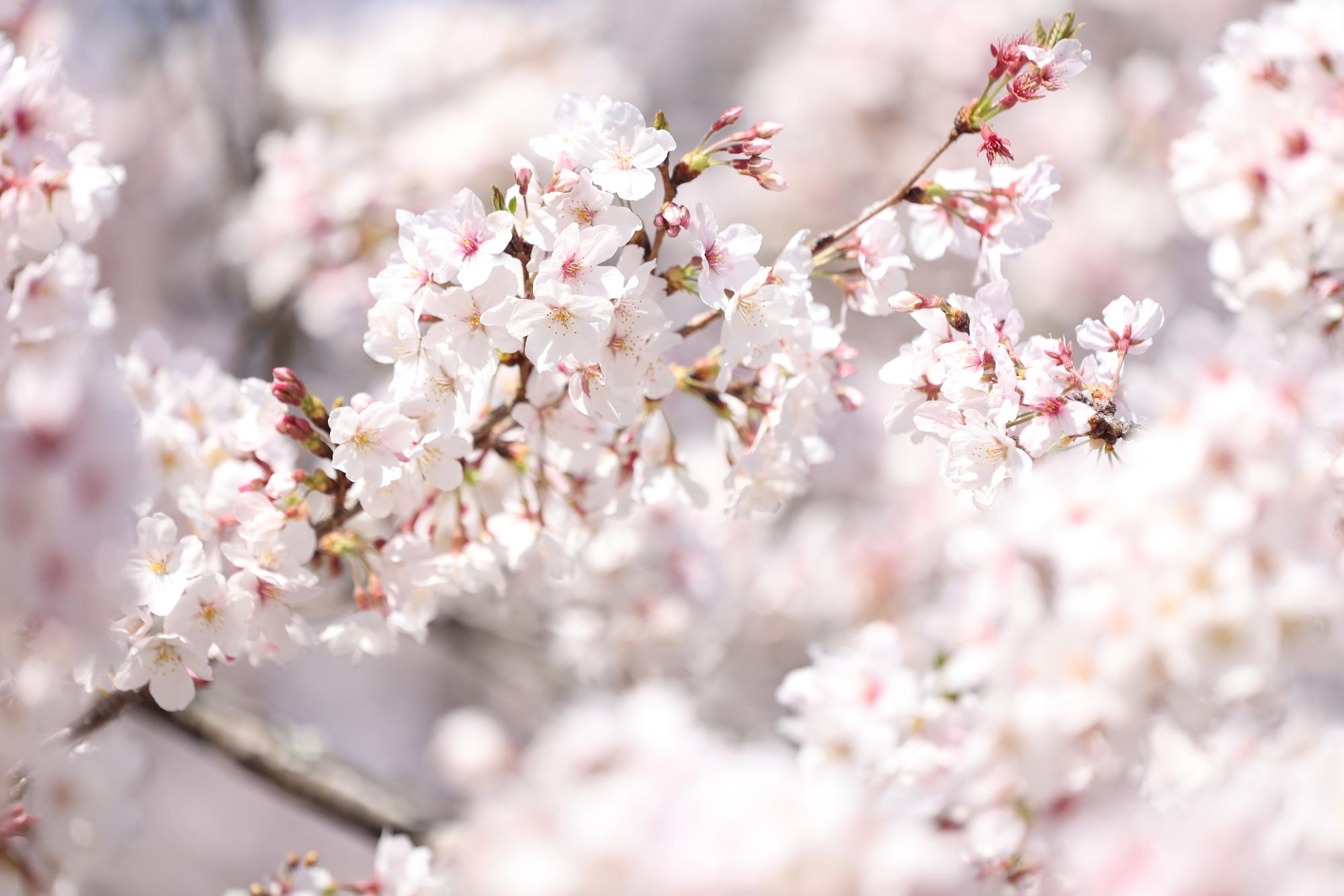 桜の画像