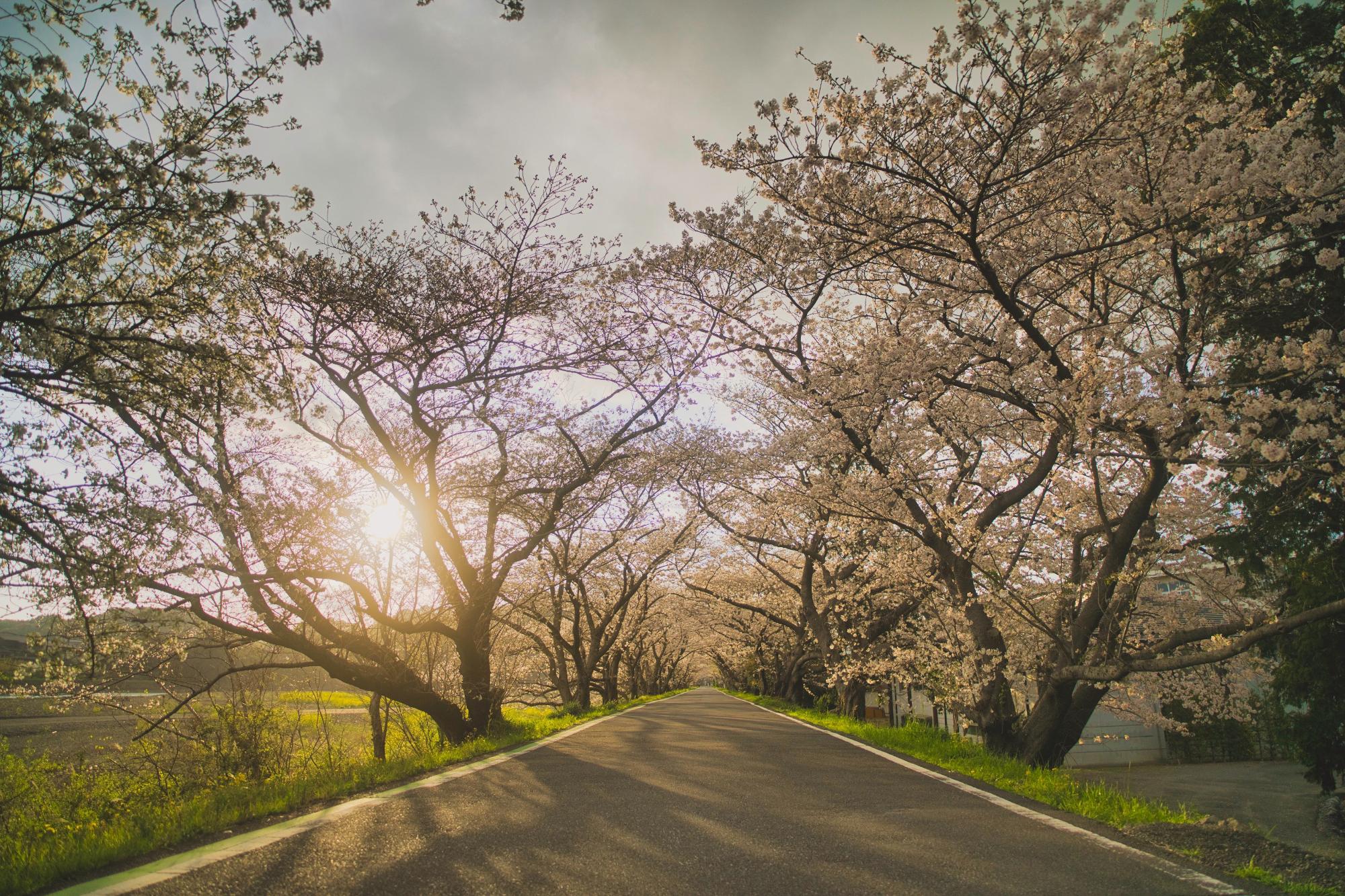 夕焼けと桜の画像