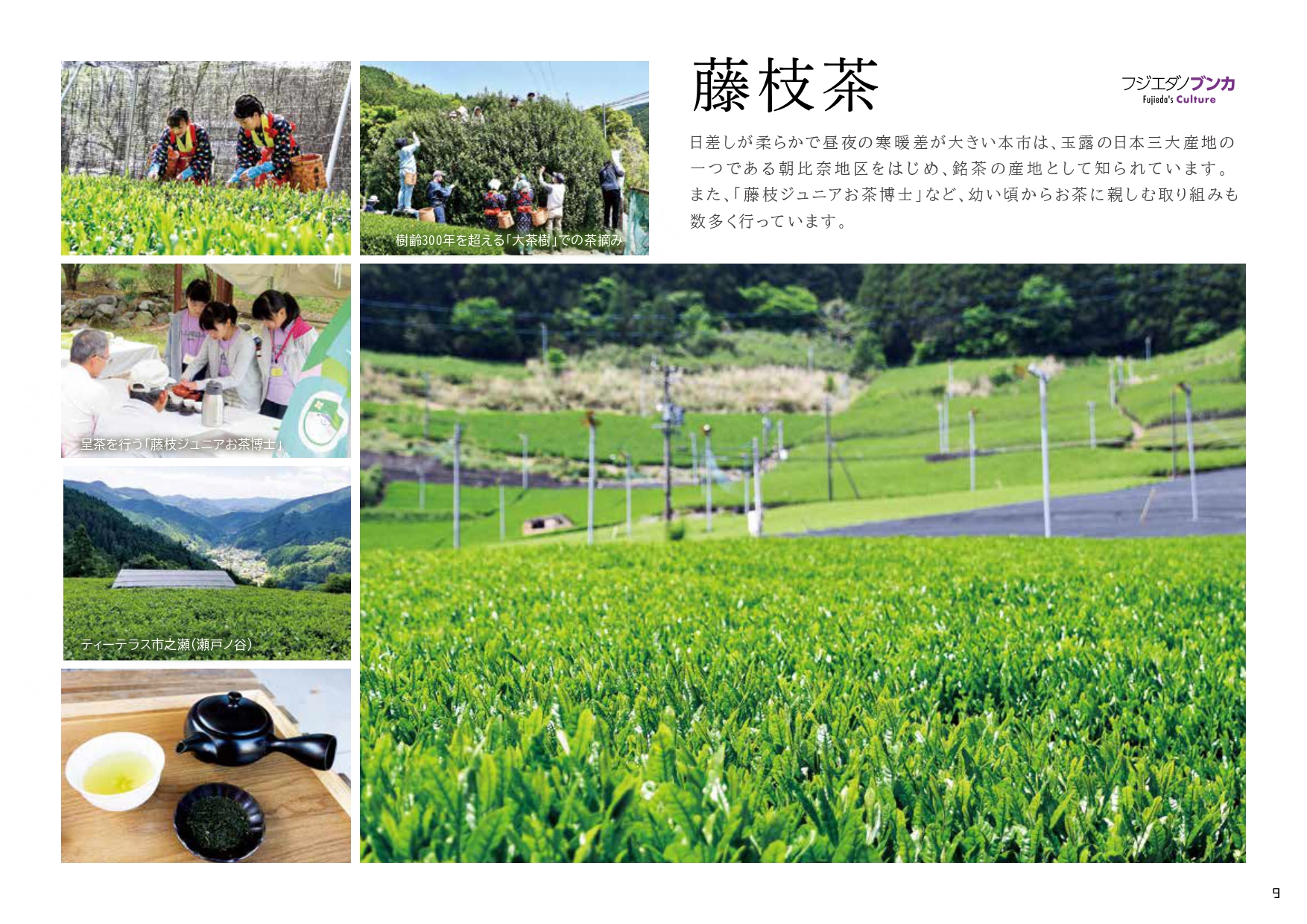 藤枝茶