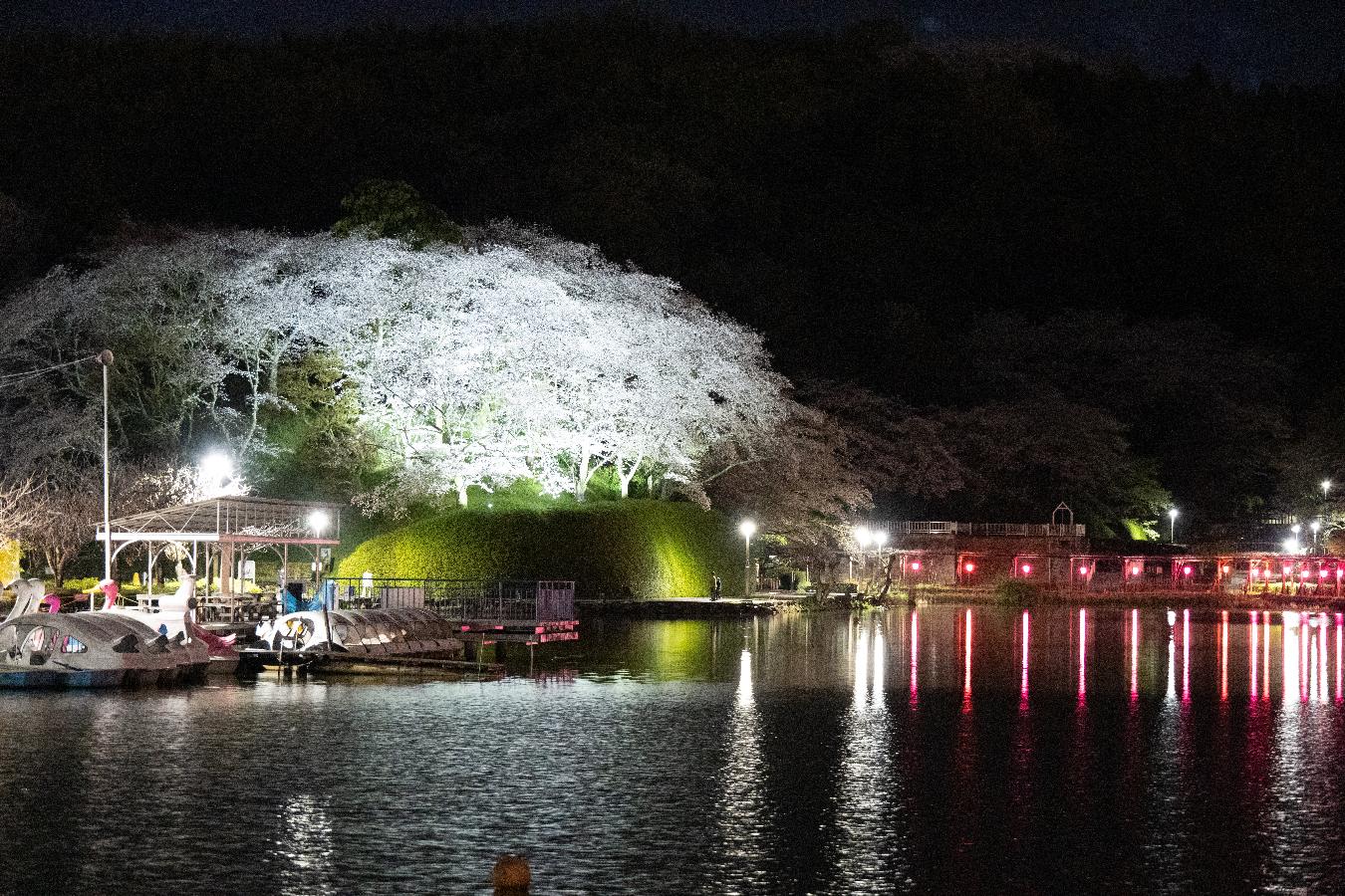 蓮華寺池桜のライトアップ