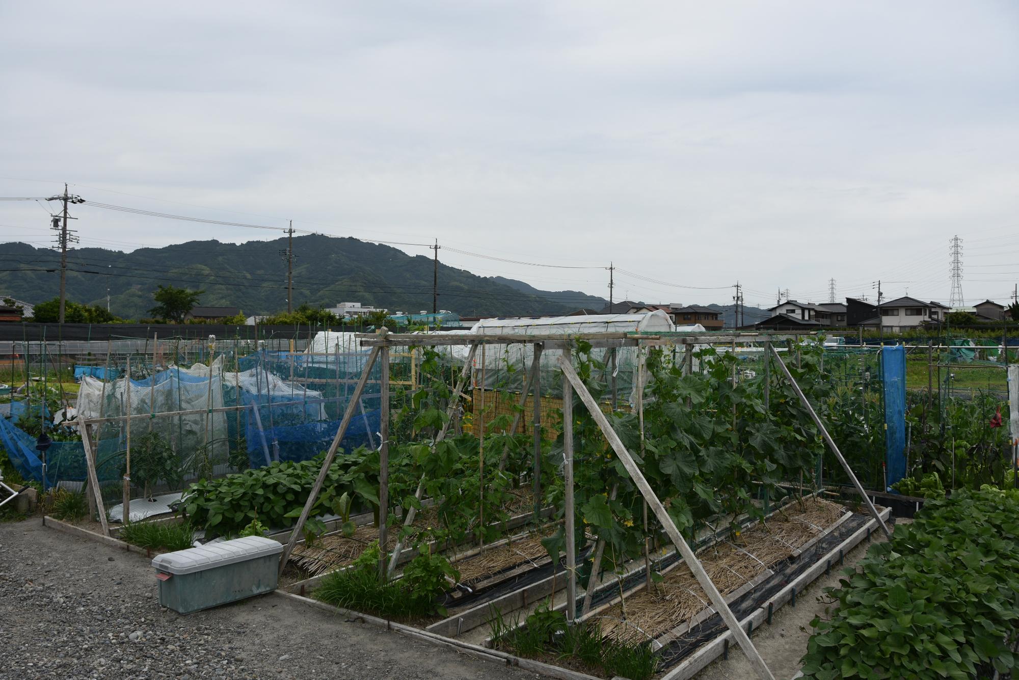 市民農園（近景）