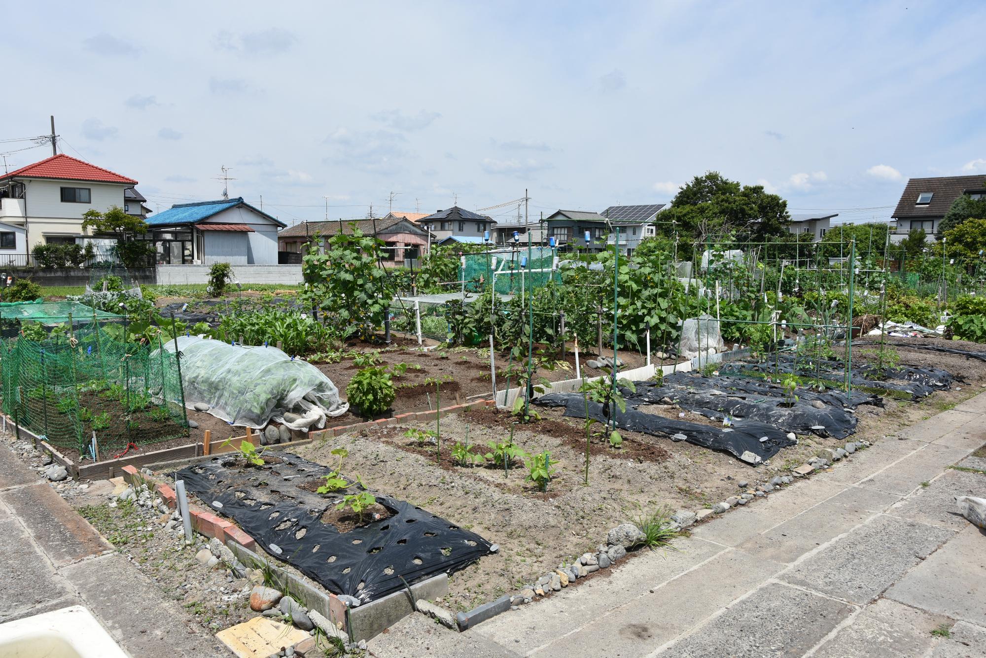 市民農園（近景）