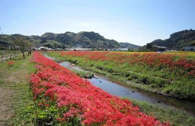 （写真）葉梨川の彼岸花