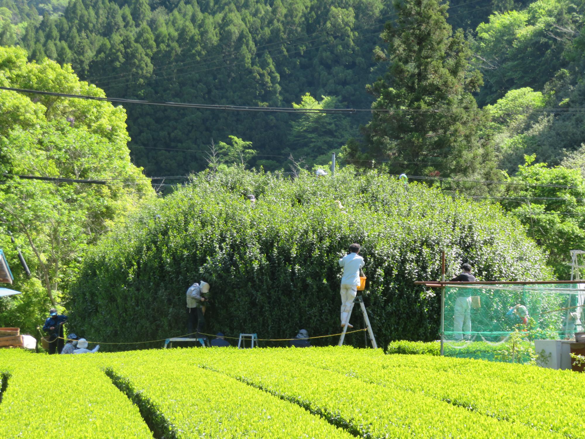 大茶樹画像