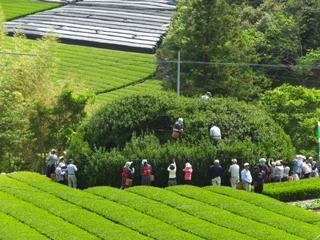 藤枝の大茶樹