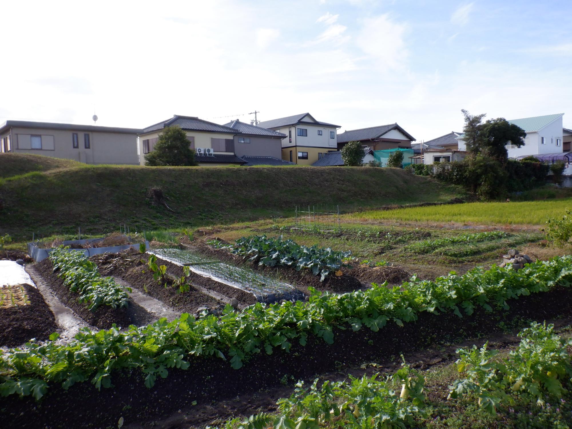 三の土塁（奥）と三の堀跡