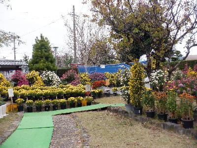 R5菊花展の様子2