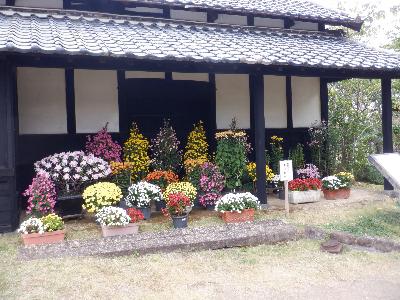 R5菊花展の様子3