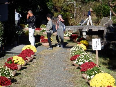 R5菊花展の様子4