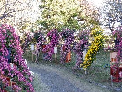 R5菊花展の様子6