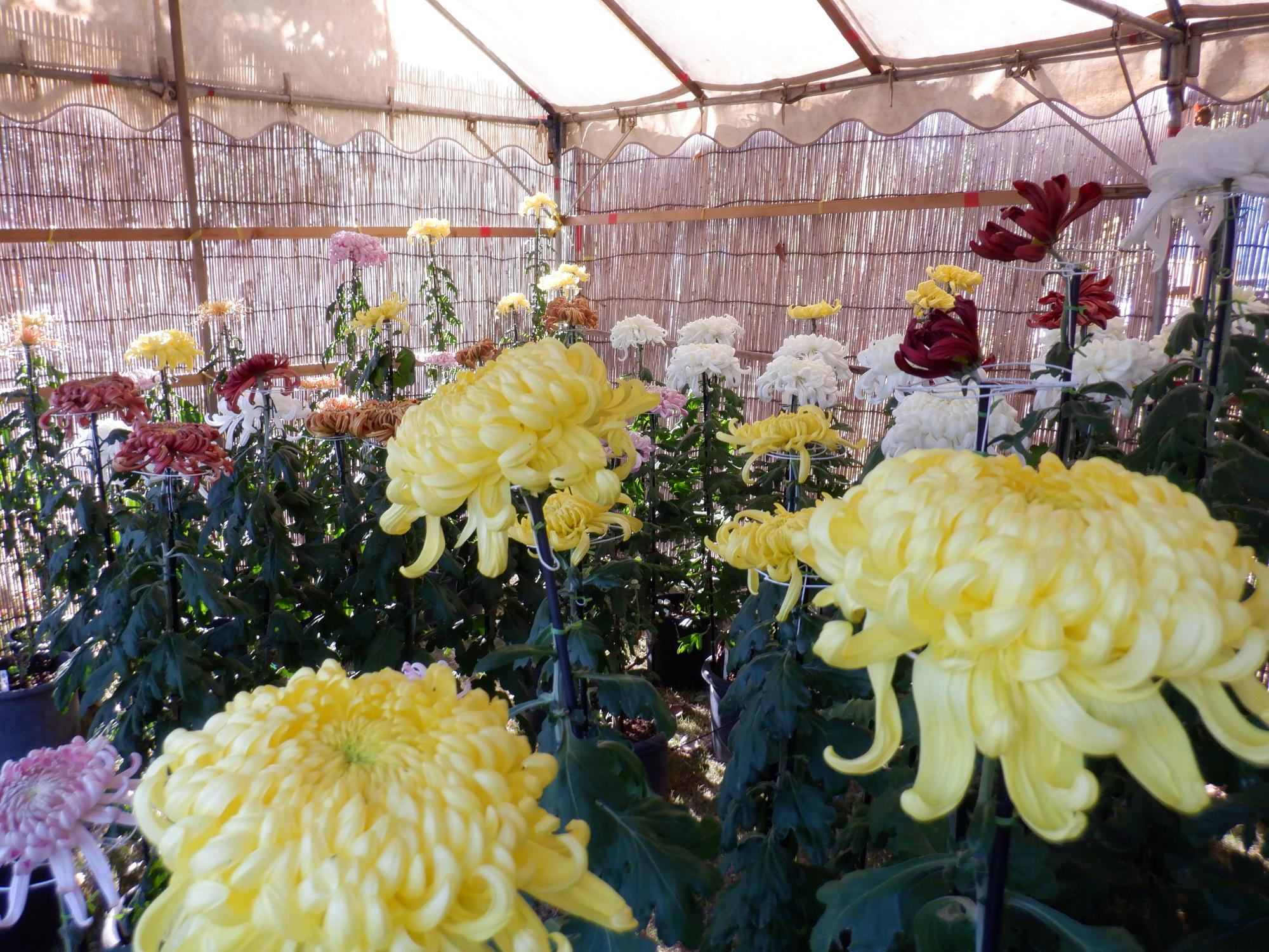 （イメージ）藤枝菊花展