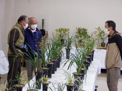 東洋蘭展2021様子