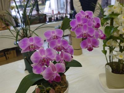 東洋蘭展春蘭202302