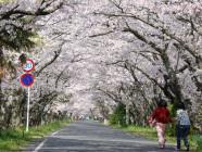 桜トンネルの写真