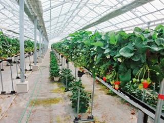 (写真)日本一の広さを誇るイチゴ農園