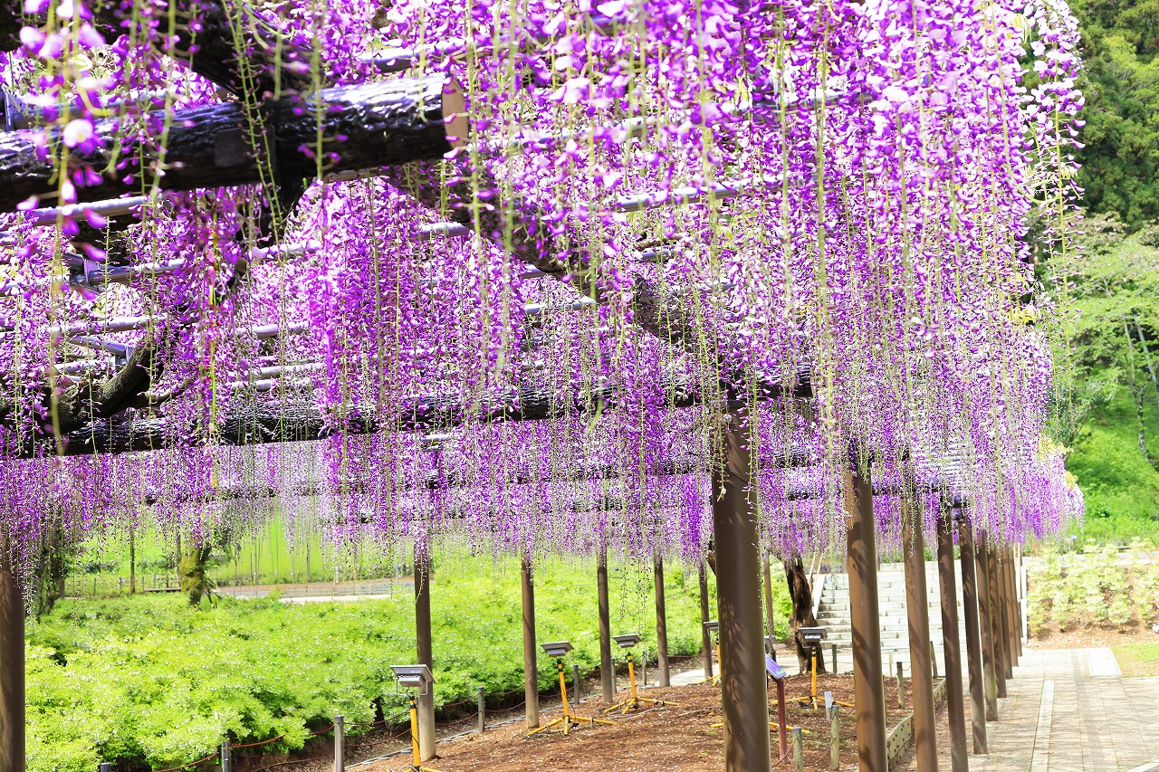 藤棚