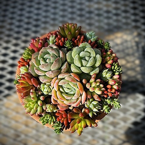 多肉植物の寄せ植え写真