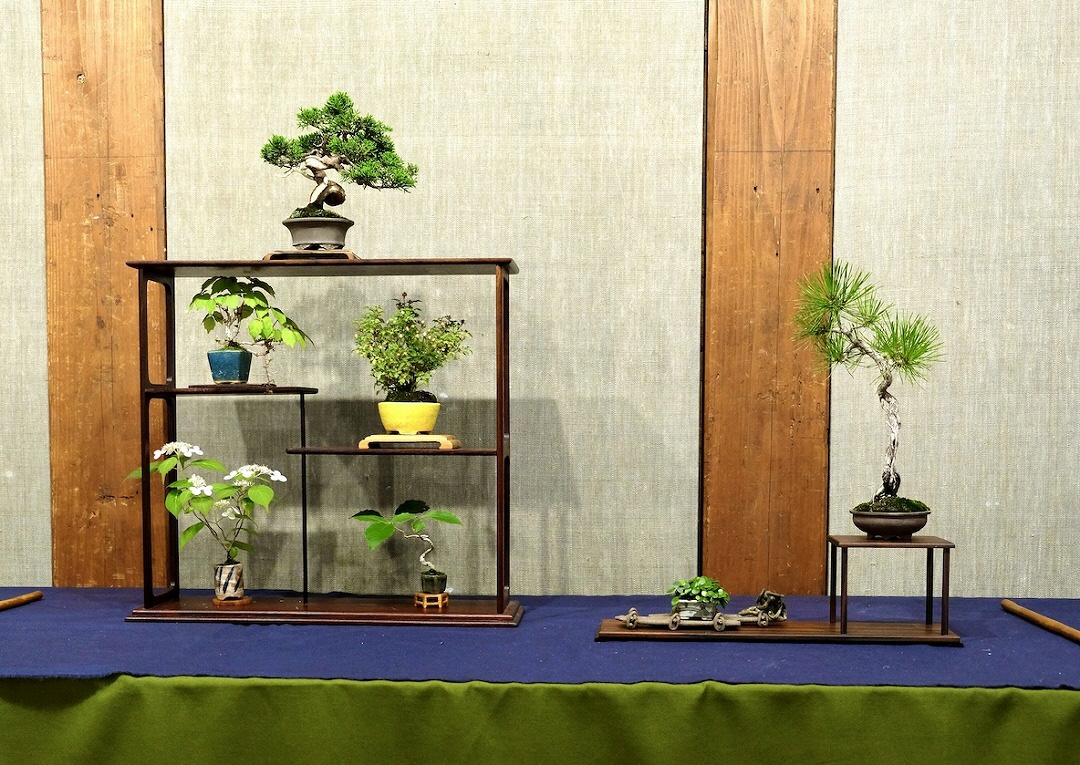 ミニ盆栽展写真