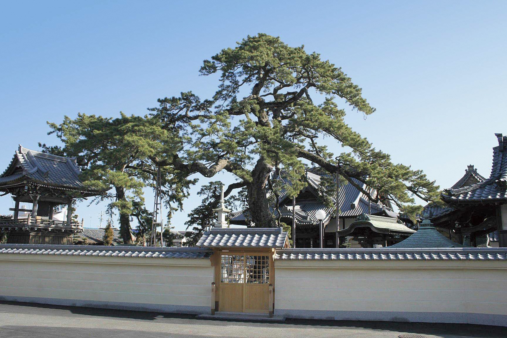 大慶寺久遠の松