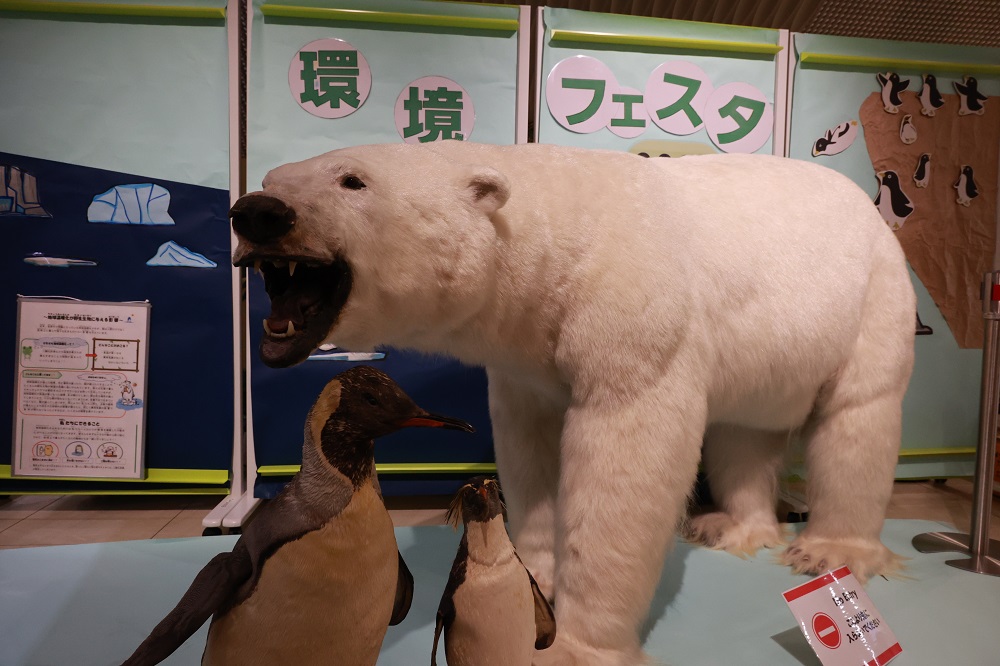 festa2025_sirokuma