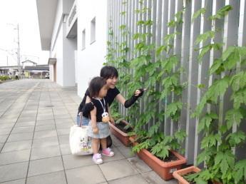 高洲公民館のグリーンカーテン