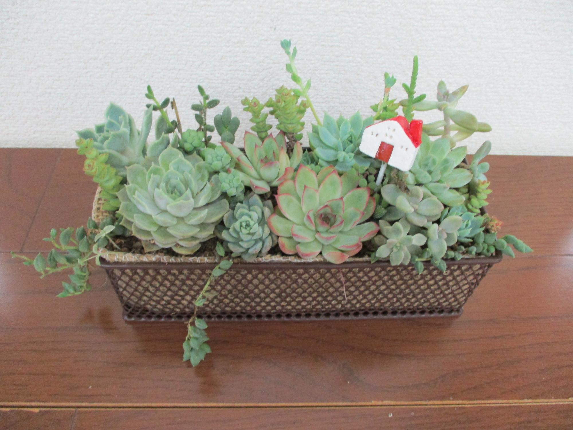 かわいく作る多肉植物の寄せ植え