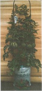 袋でスイカがゴロゴロ（イメージ画像）