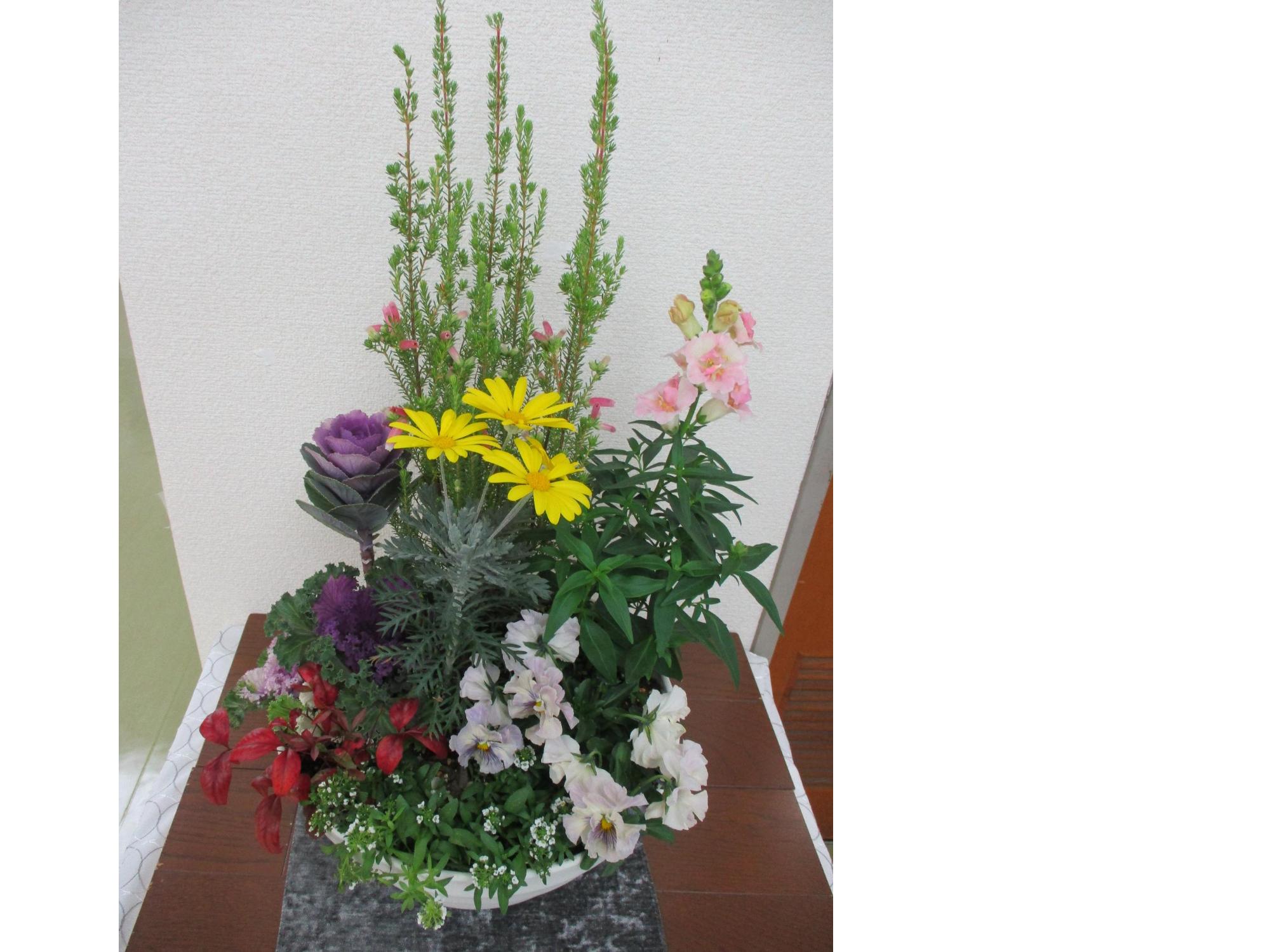 春まで楽しめるお正月の寄せ植え