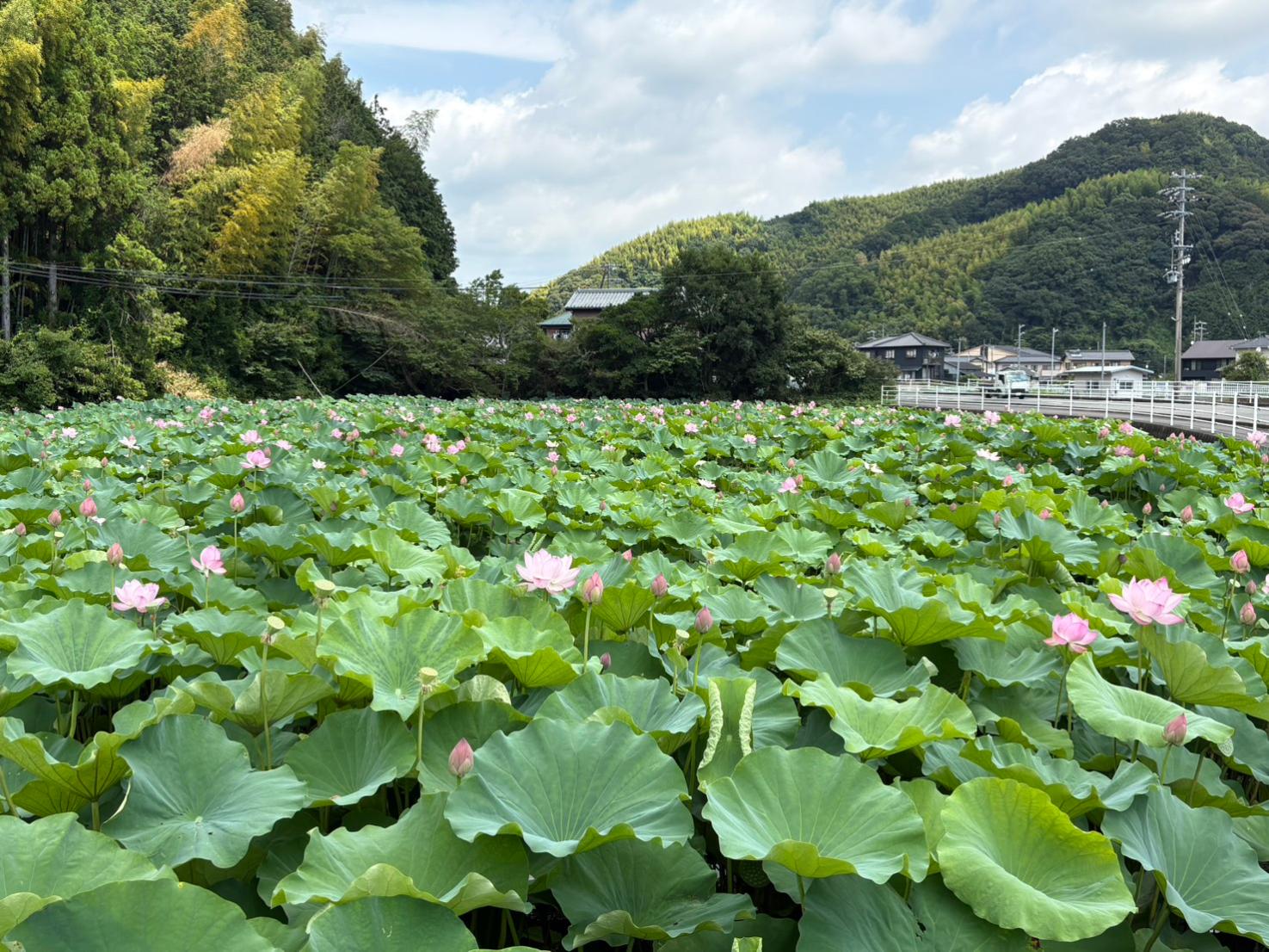 時ケ谷 二ツ池のハス（令和8年7月27日撮影）