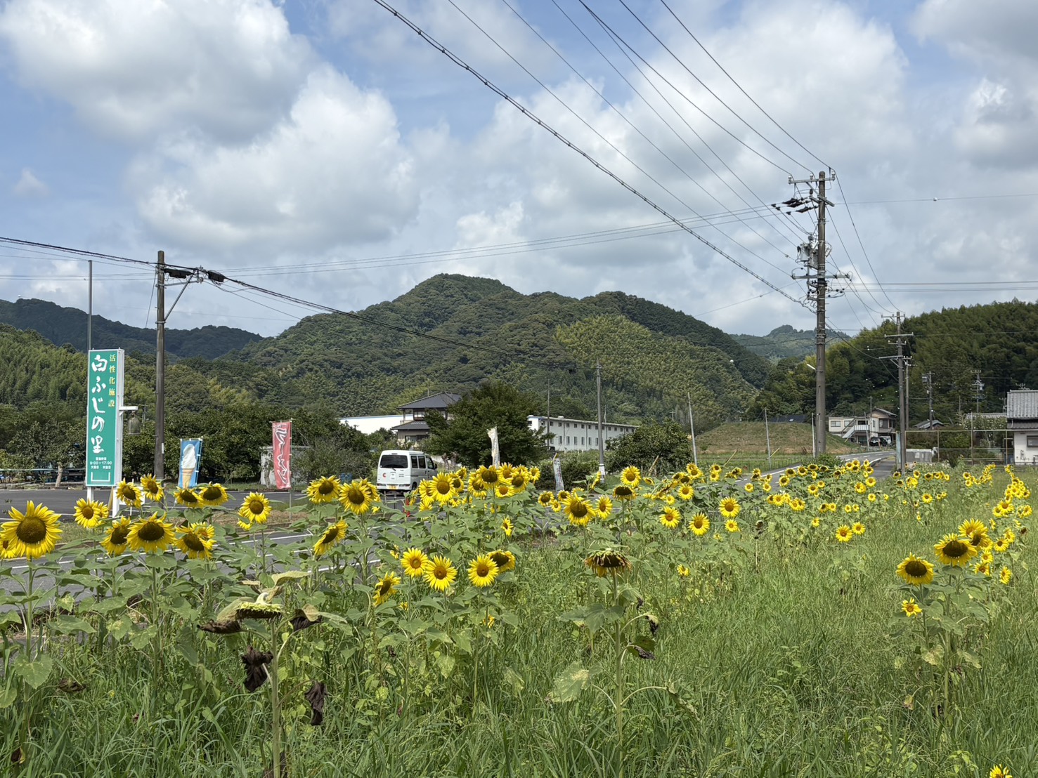 白ふじの里付近のひまわり