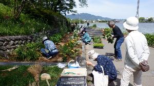 花壇植栽