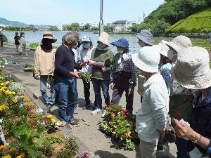 花壇植栽の様子