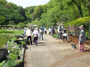 しょうぶ園前の花壇植栽の様子