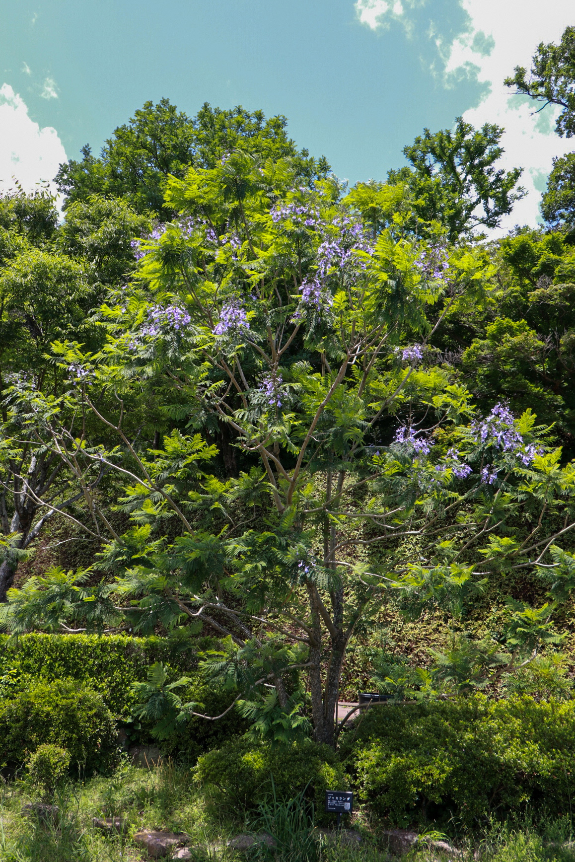開花したジャカランダの木の写真