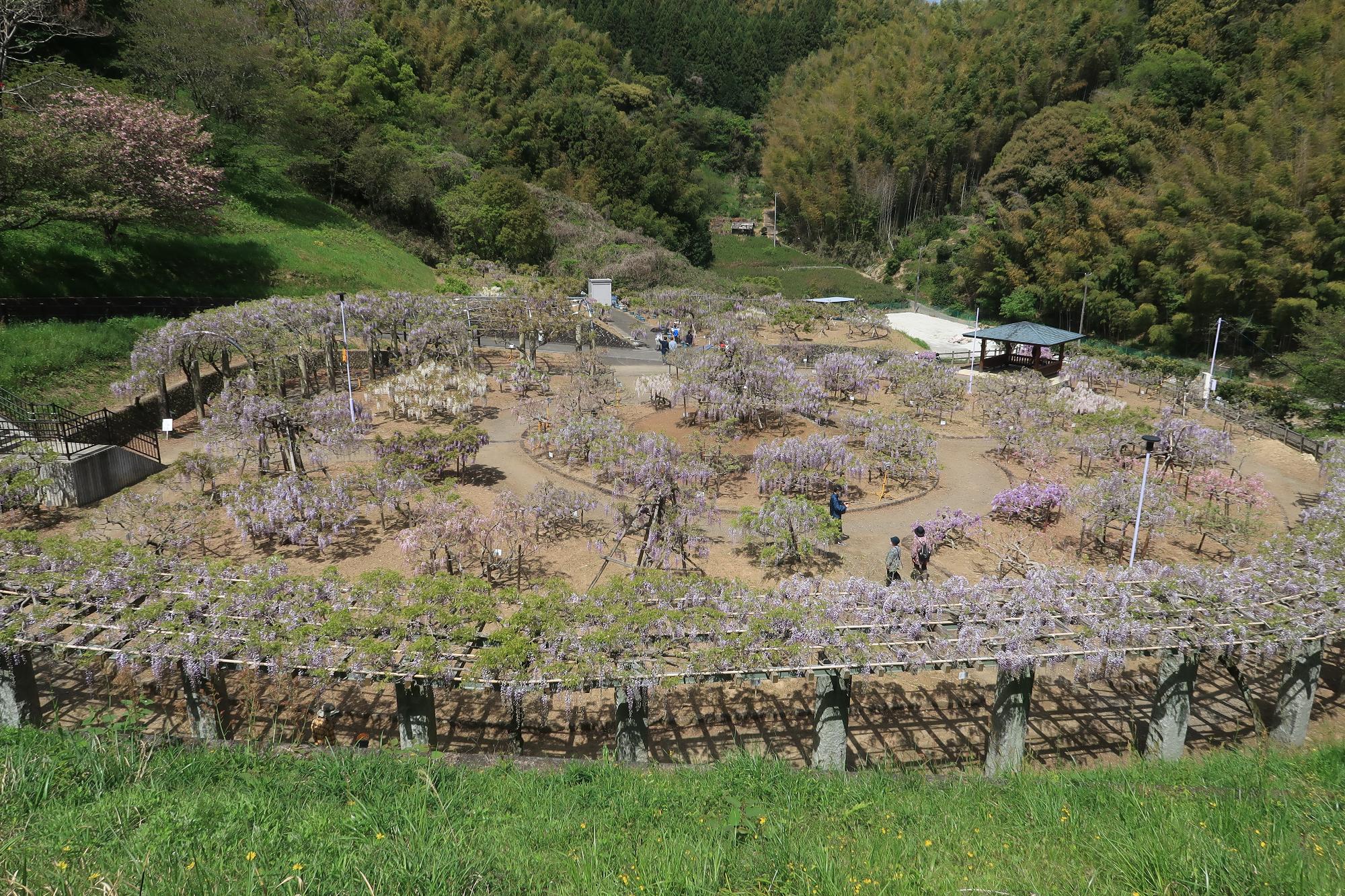 R5フジの庭園開花状況