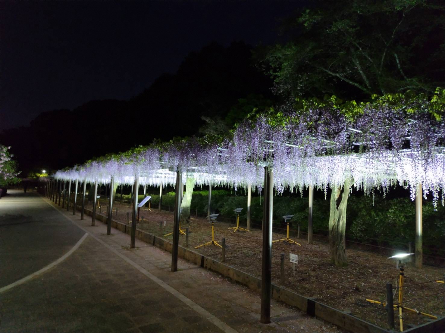 R8花菖蒲園横の藤棚のライトアップ