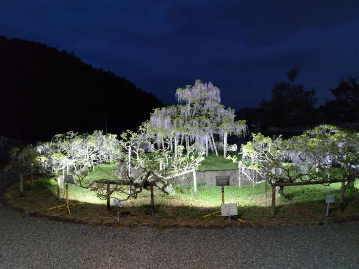 R8フジの庭園ライトアップ1