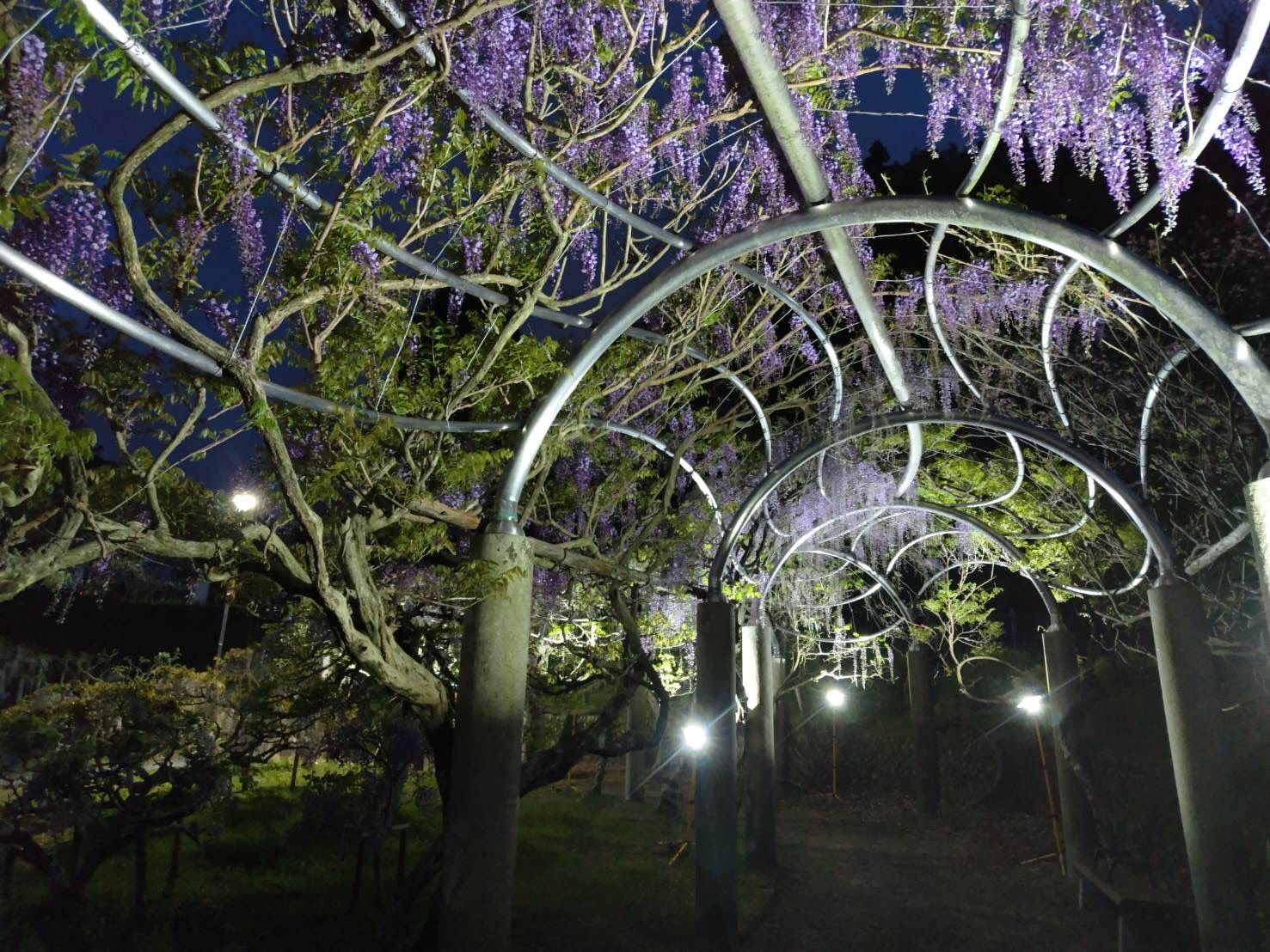 R8フジの庭園ライトアップ2