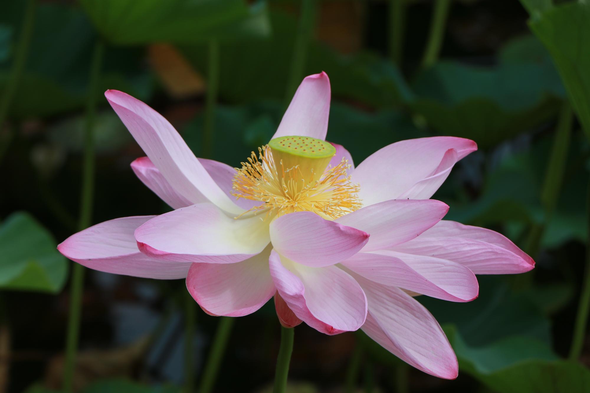 ハスの花のアップ写真