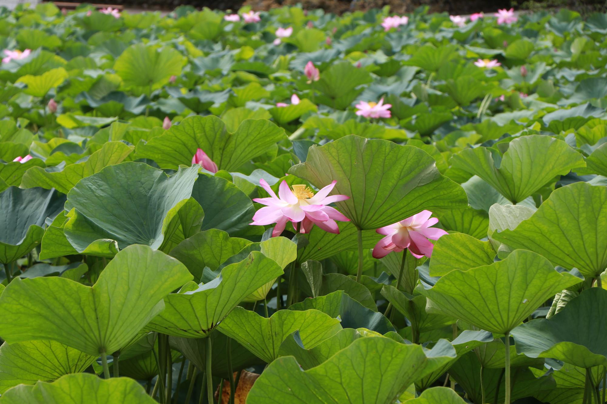 ハスの花の写真