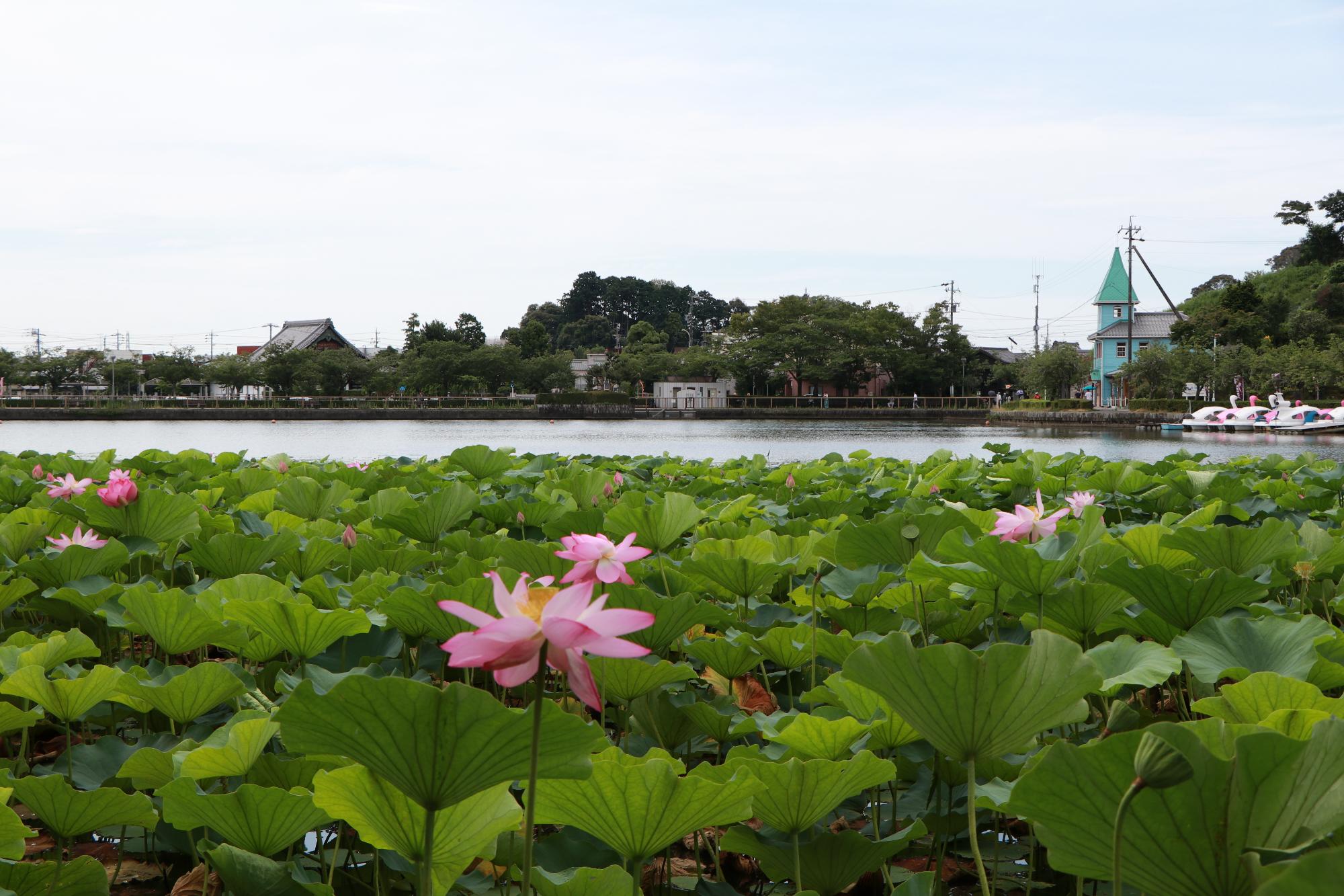 ハスの花ととんがりぼうの写真