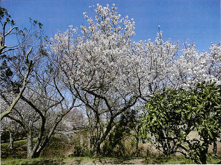 藤枝曙桜写真1