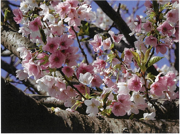 藤枝曙桜写真2