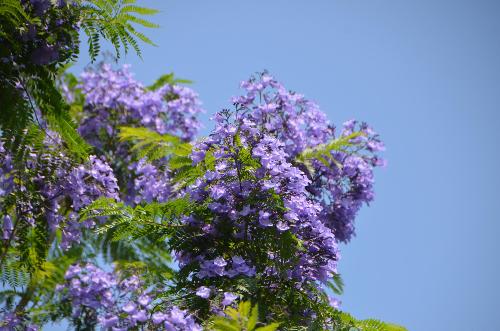 ジャカランダの花の写真