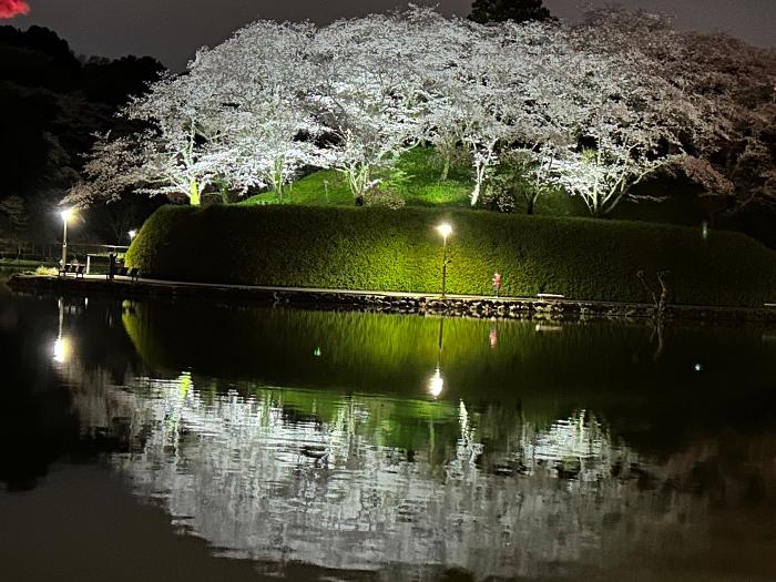 ライトアップされ蓮華寺池の水面に映る夜桜